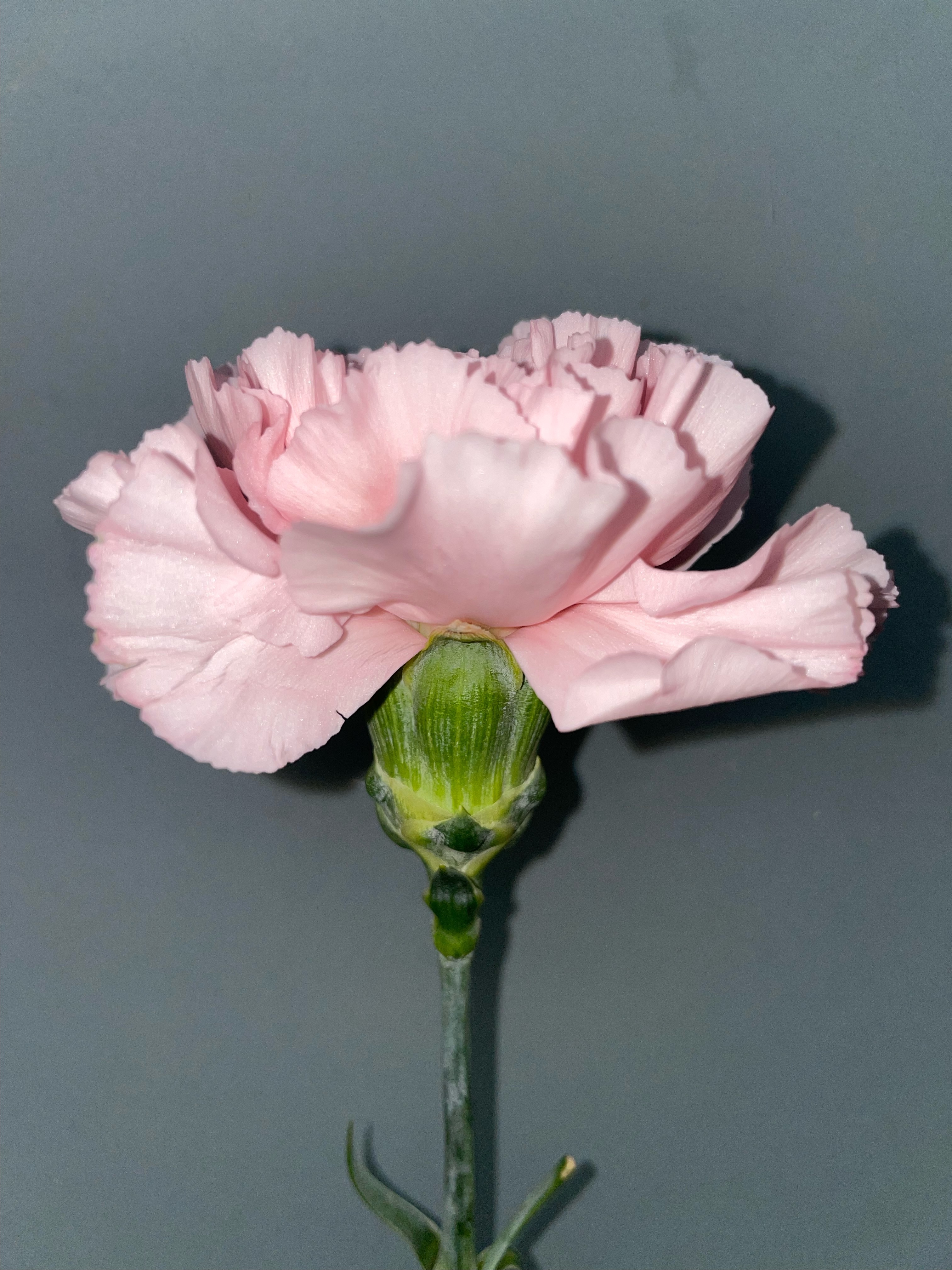 Light Pink Carnation